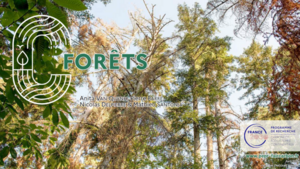 Visuel slides écosyt Forêt Visuel slides écosyt Forêt