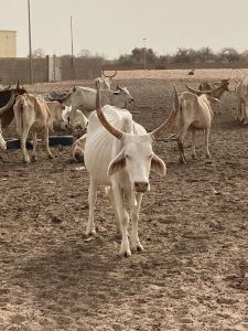 SLAM-B Scénatio Lab Sénégal 5 SLAM-B Scénatio Lab Sénégal 5