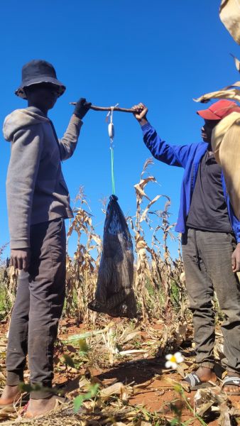 Zimbabwe Mais 5