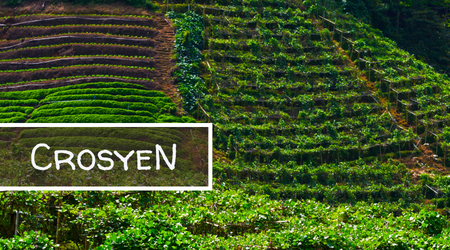 CrosyeN - Walter CrosyeN - Walter