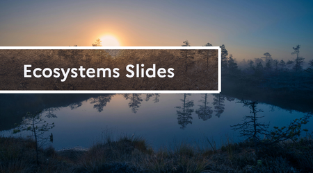 Slides écosyst ENG Slides écosyst ENG