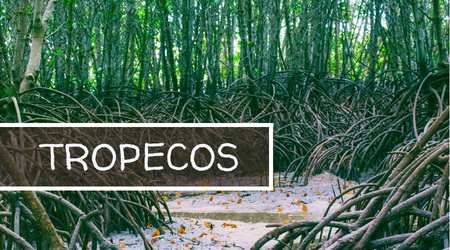 TROPECOS - Walter TROPECOS - Walter